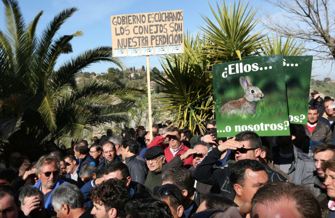 Los conejos abren una brecha entre el Gobierno de Page y los agricultores de Castilla-La Mancha